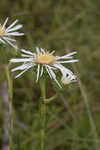 Thistleleaf aster